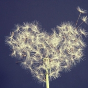 Pusteblumenherz